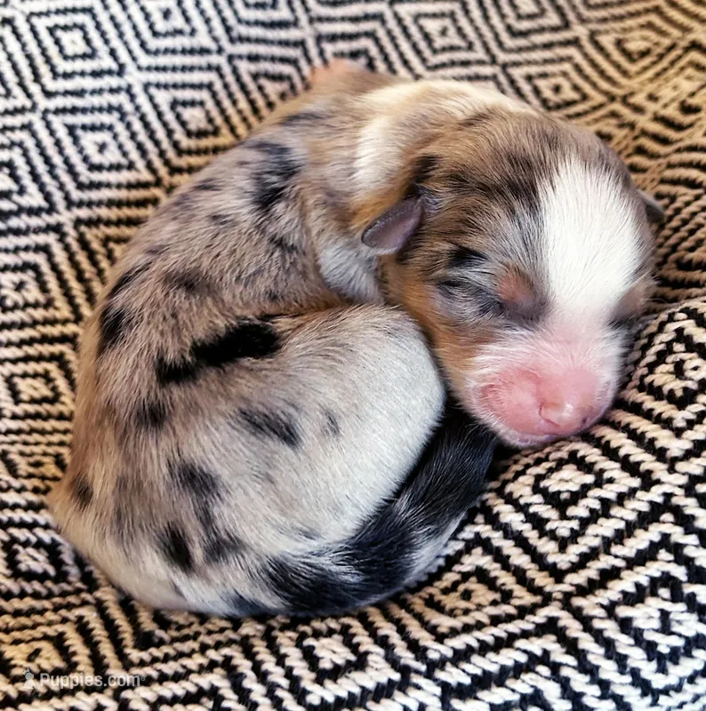 Isabel – Australian Shepherd puppy for sale in Paola, KS