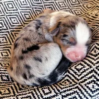 Isabel, a female Australian Shepherd for sale in Paola, KS – Photo 1 of 4