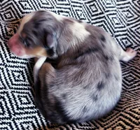 Isabel, a female Australian Shepherd for sale in Paola, KS – Photo 4 of 4