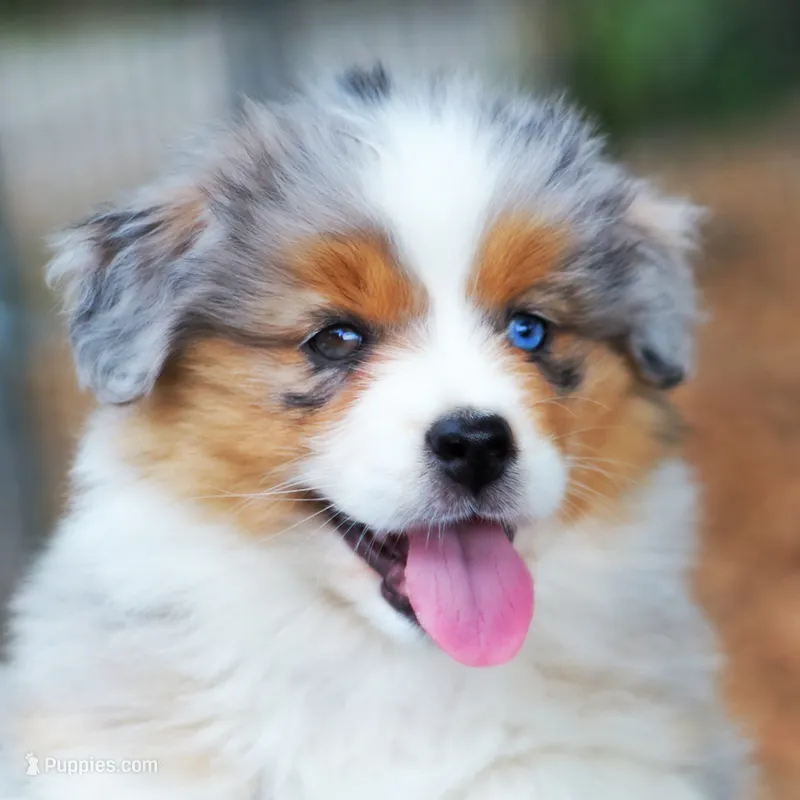 Cleopatra – Australian Shepherd puppy on hold in Paola, KS