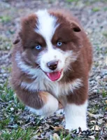 Red Velvet, a male Australian Shepherd for sale in Paola, KS – Photo 5 of 10