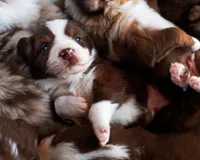 Red Velvet, a male Australian Shepherd for sale in Paola, KS – Photo 8 of 10