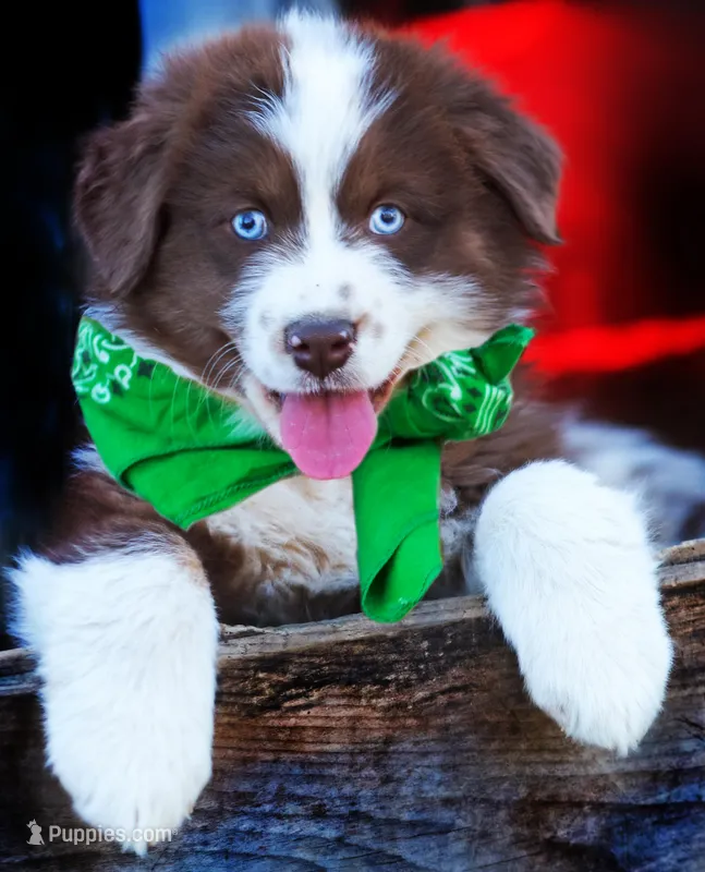 Red Velvet – Australian Shepherd puppy for sale in Paola, KS