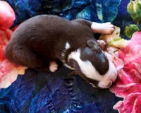 Red Velvet, a male Australian Shepherd for sale in Paola, KS – Photo 10 of 10