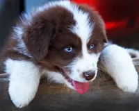 Red Velvet, a male Australian Shepherd for sale in Paola, KS – Photo 2 of 10