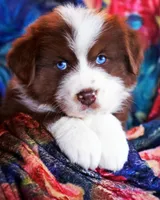 Red Velvet, a male Australian Shepherd for sale in Paola, KS – Photo 6 of 10