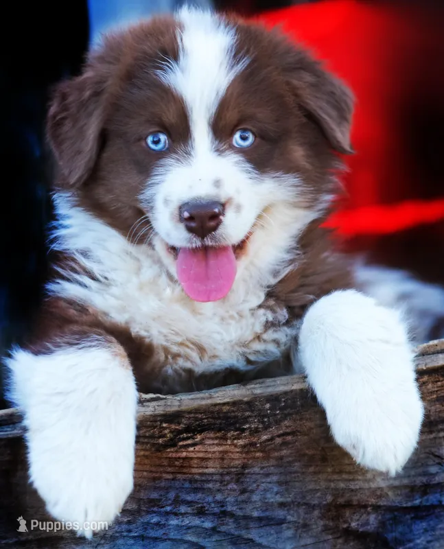Red Velvet – Australian Shepherd puppy for sale in Paola, KS