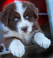 Red Velvet, a male Australian Shepherd for sale in Paola, KS – Photo 4 of 10