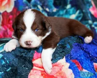 Red Velvet, a male Australian Shepherd for sale in Paola, KS – Photo 9 of 10