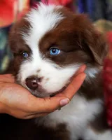 Red Velvet, a male Australian Shepherd for sale in Paola, KS – Photo 3 of 10