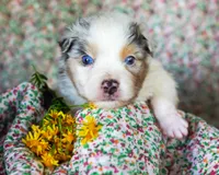 Leonardo, a male Australian Shepherd for sale in Paola, KS – Photo 6 of 7