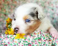 Leonardo, a male Australian Shepherd for sale in Paola, KS – Photo 4 of 7