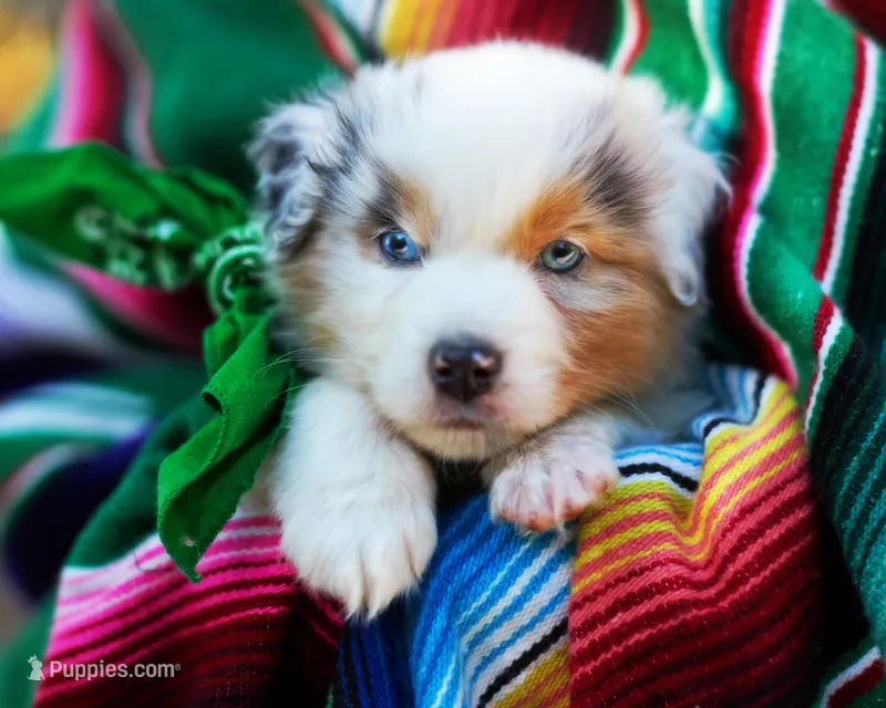 Leonardo – Australian Shepherd puppy on hold in Paola, KS