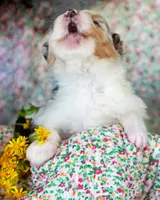 Leonardo, a male Australian Shepherd for sale in Paola, KS – Photo 3 of 7