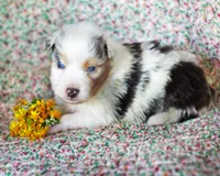 Leonardo, a male Australian Shepherd for sale in Paola, KS – Photo 7 of 7