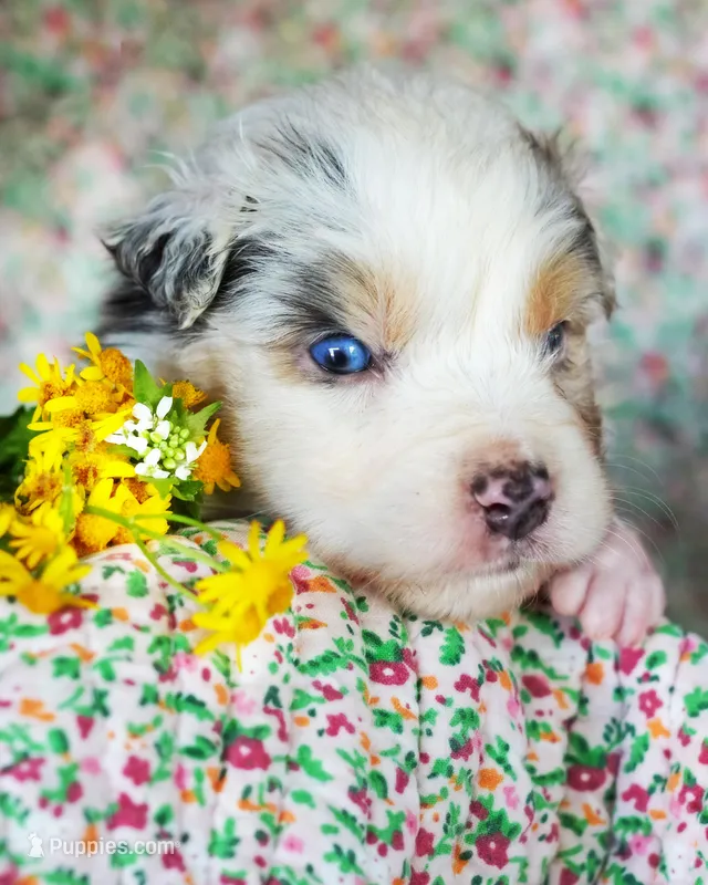 Leonardo – Australian Shepherd puppy for sale in Paola, KS