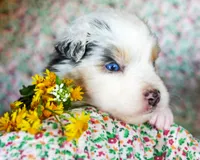 Leonardo, a male Australian Shepherd for sale in Paola, KS – Photo 5 of 7