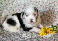 Leonardo, a male Australian Shepherd for sale in Paola, KS – Photo 2 of 7