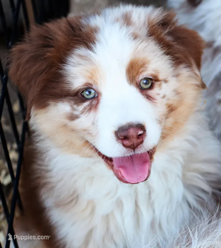 Chocolate Moose – Australian Shepherd puppy for sale in Paola, KS