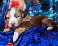 Chocolate Moose, a male Australian Shepherd for sale in Paola, KS – Photo 8 of 9