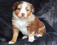 Chocolate Moose, a male Australian Shepherd for sale in Paola, KS – Photo 4 of 9