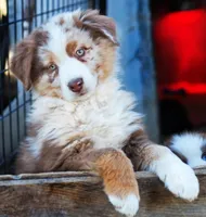 Chocolate Moose, a male Australian Shepherd for sale in Paola, KS – Photo 3 of 10