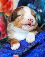 Chocolate Moose, a male Australian Shepherd for sale in Paola, KS – Photo 8 of 10