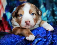 Chocolate Moose, a male Australian Shepherd for sale in Paola, KS – Photo 5 of 9
