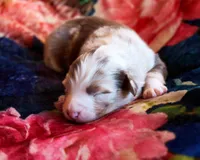 Chocolate Moose, a male Australian Shepherd for sale in Paola, KS – Photo 10 of 10
