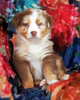 Chocolate Moose, a male Australian Shepherd for sale in Paola, KS – Photo 6 of 10