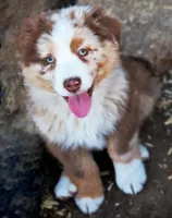 Chocolate Moose, a male Australian Shepherd for sale in Paola, KS – Photo 2 of 10