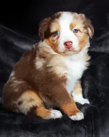 Chocolate Moose, a male Australian Shepherd for sale in Paola, KS – Photo 3 of 9