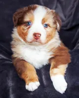 Chocolate Moose, a male Australian Shepherd for sale in Paola, KS – Photo 7 of 10