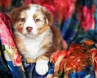 Chocolate Moose, a male Australian Shepherd for sale in Paola, KS – Photo 5 of 10