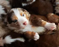 Chocolate Moose, a male Australian Shepherd for sale in Paola, KS – Photo 9 of 10