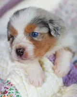 Marie Antionette, a female Australian Shepherd for sale in Paola, KS – Photo 10 of 10