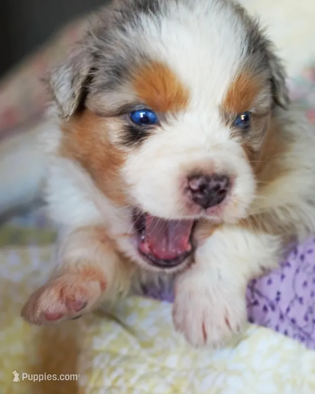 Marie Antionette – Australian Shepherd puppy for sale in Paola, KS