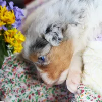 Marie Antionette, a female Australian Shepherd for sale in Paola, KS – Photo 4 of 10