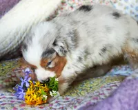 Marie Antionette, a female Australian Shepherd for sale in Paola, KS – Photo 9 of 10