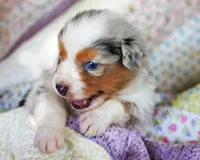 Marie Antionette, a female Australian Shepherd for sale in Paola, KS – Photo 5 of 10