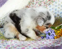 Marie Antionette, a female Australian Shepherd for sale in Paola, KS – Photo 8 of 10