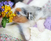 Marie Antionette, a female Australian Shepherd for sale in Paola, KS – Photo 2 of 10