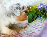 Marie Antionette, a female Australian Shepherd for sale in Paola, KS – Photo 6 of 10