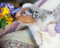 Marie Antionette, a female Australian Shepherd for sale in Paola, KS – Photo 7 of 10