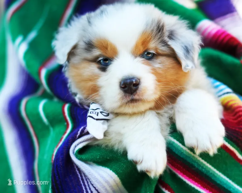 Louis – Australian Shepherd puppy for sale in Paola, KS