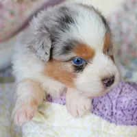 Marie Antionette, a female Australian Shepherd for sale in Paola, KS – Photo 3 of 10