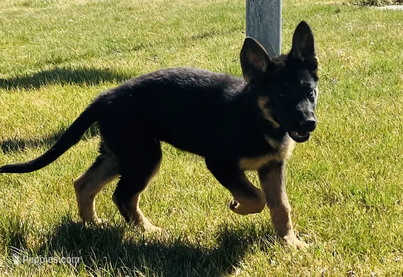 Sibling  – German Shepherd Dog puppy for sale in Alamosa, CO