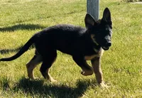 Sibling , a female German Shepherd Dog for sale in Alamosa, CO – 1 of 10