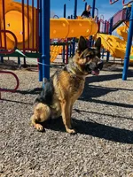 Sibling , a male German Shepherd Dog for sale in Alamosa, CO – Photo 4 of 8