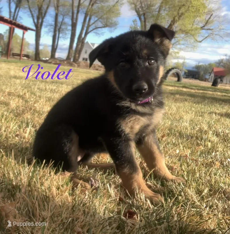 Sibling  – German Shepherd Dog puppy for sale in Alamosa, CO